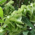 Dipelta floribunda fruit